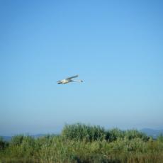 2010ago01_grignano_cona_nuoto (14)