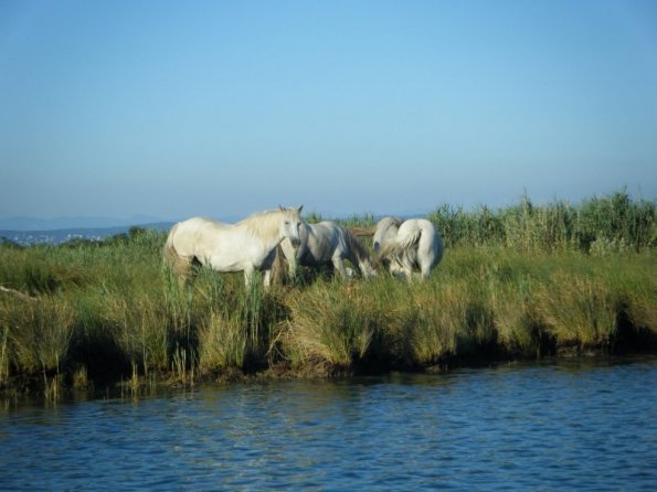 2010ago01_grignano_cona_nuoto (15)