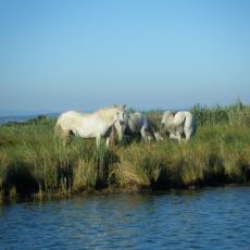 2010ago01_grignano_cona_nuoto (15)