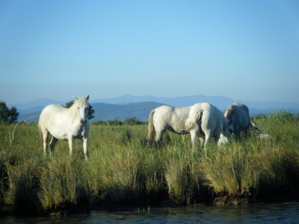 2010ago01_grignano_cona_nuoto (16)
