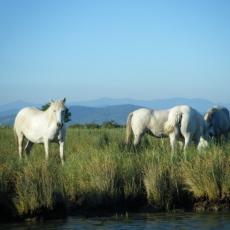 2010ago01_grignano_cona_nuoto (16)