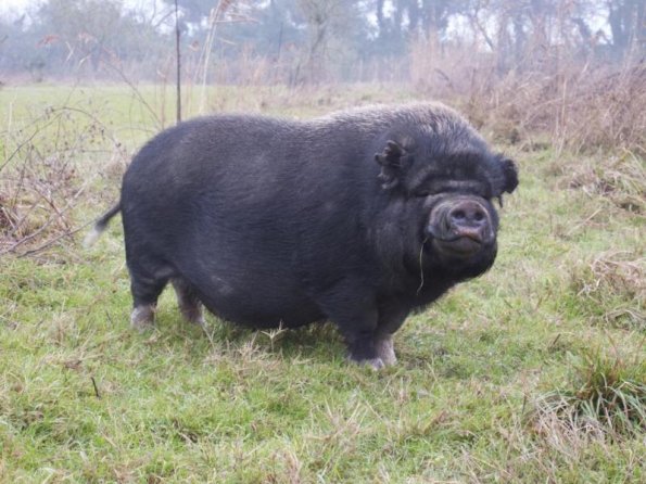 2010gen11_s_giuliano (20)