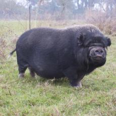 2010gen11_s_giuliano (20)