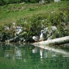 2012ago15_most_na_soci (1)