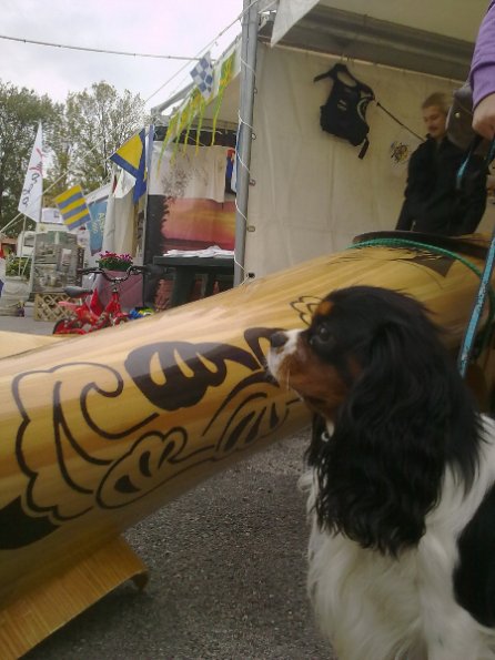 2012set_vele_pesce (9)