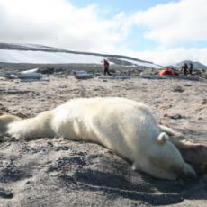 svalbard_expedition (7)